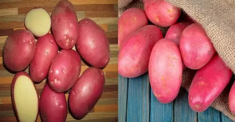 تصویر 4 از سیب زمینی قرمز پوست نازک